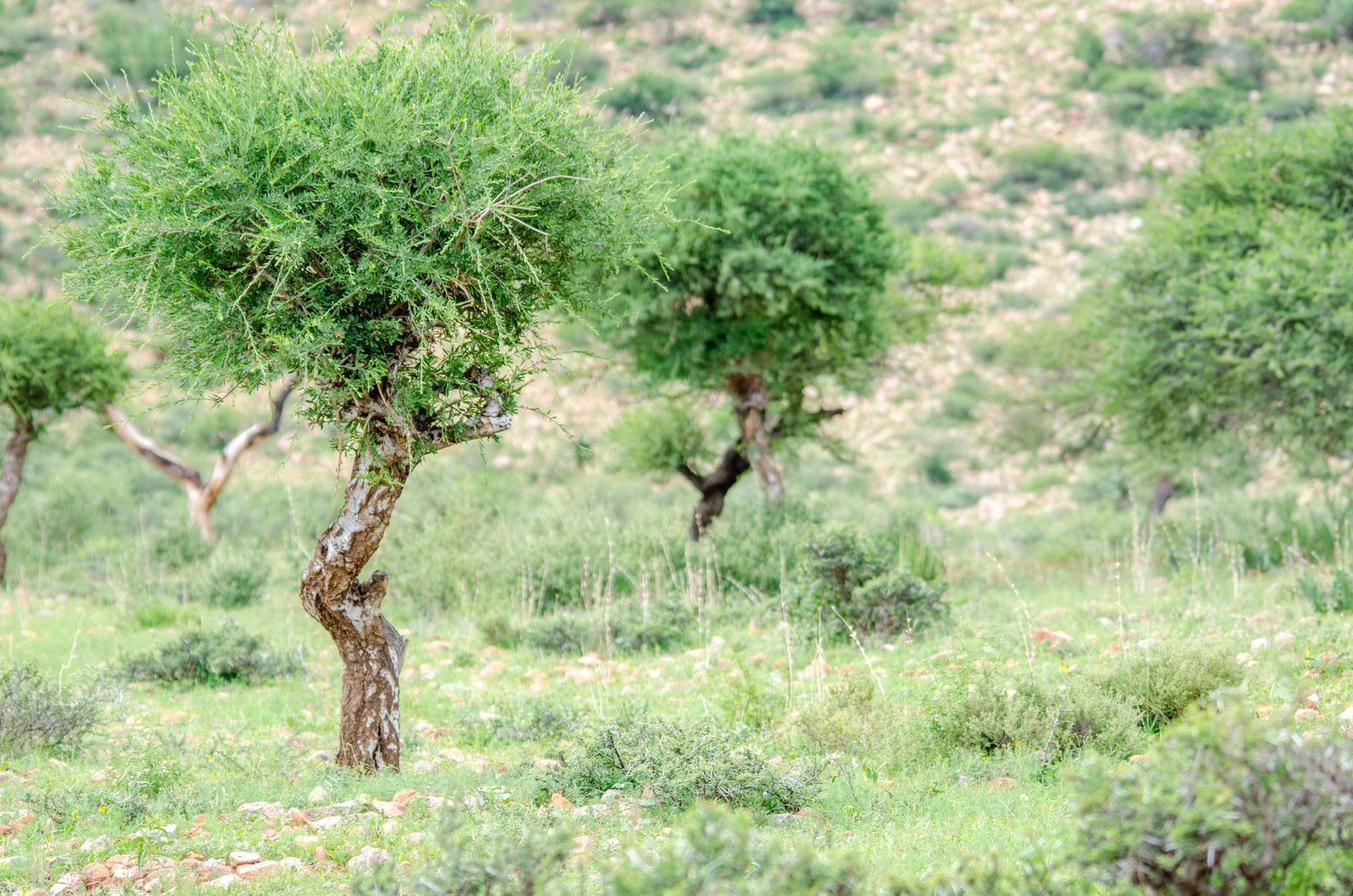 Argan oil making — 4