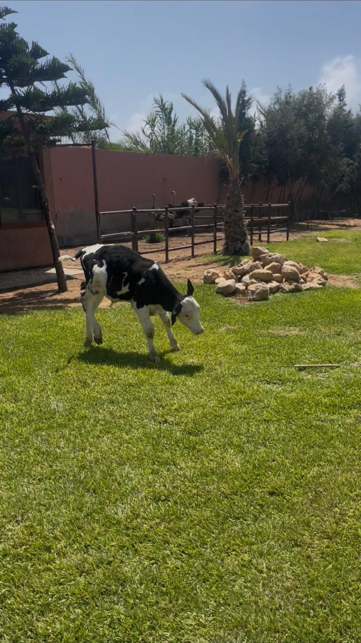 Parc animalier — 16