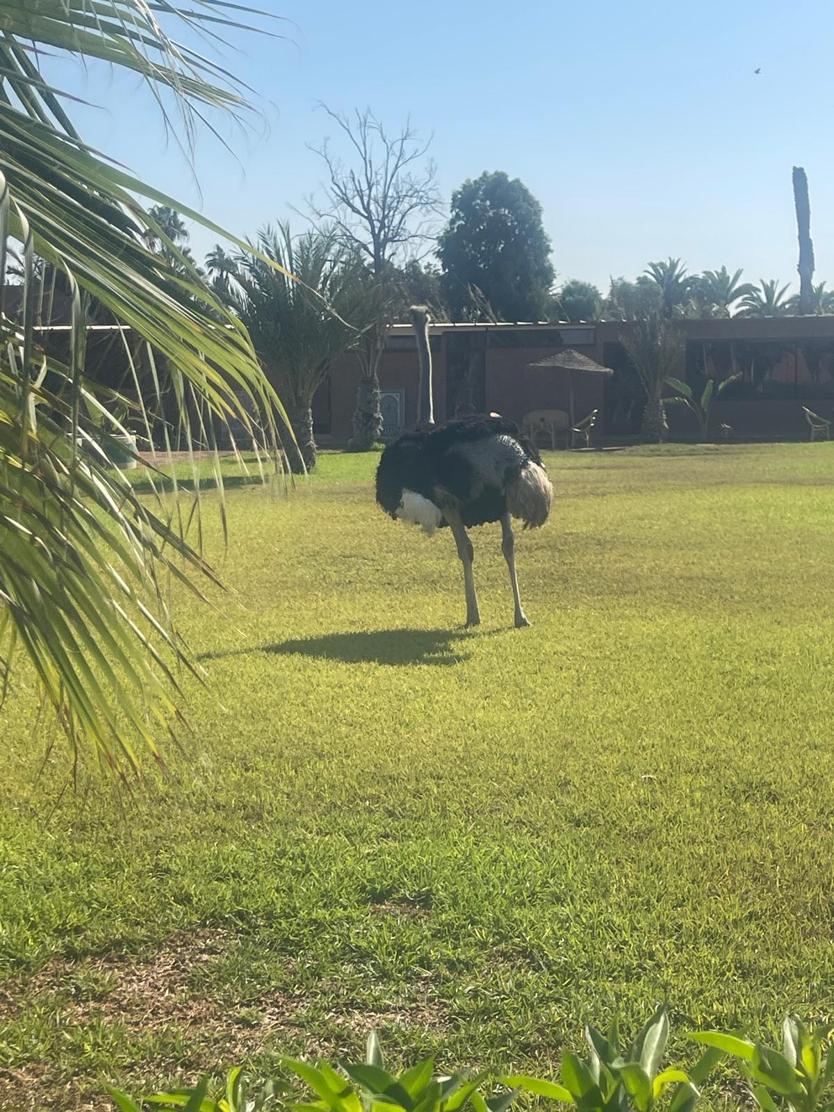 Parc animalier — 17