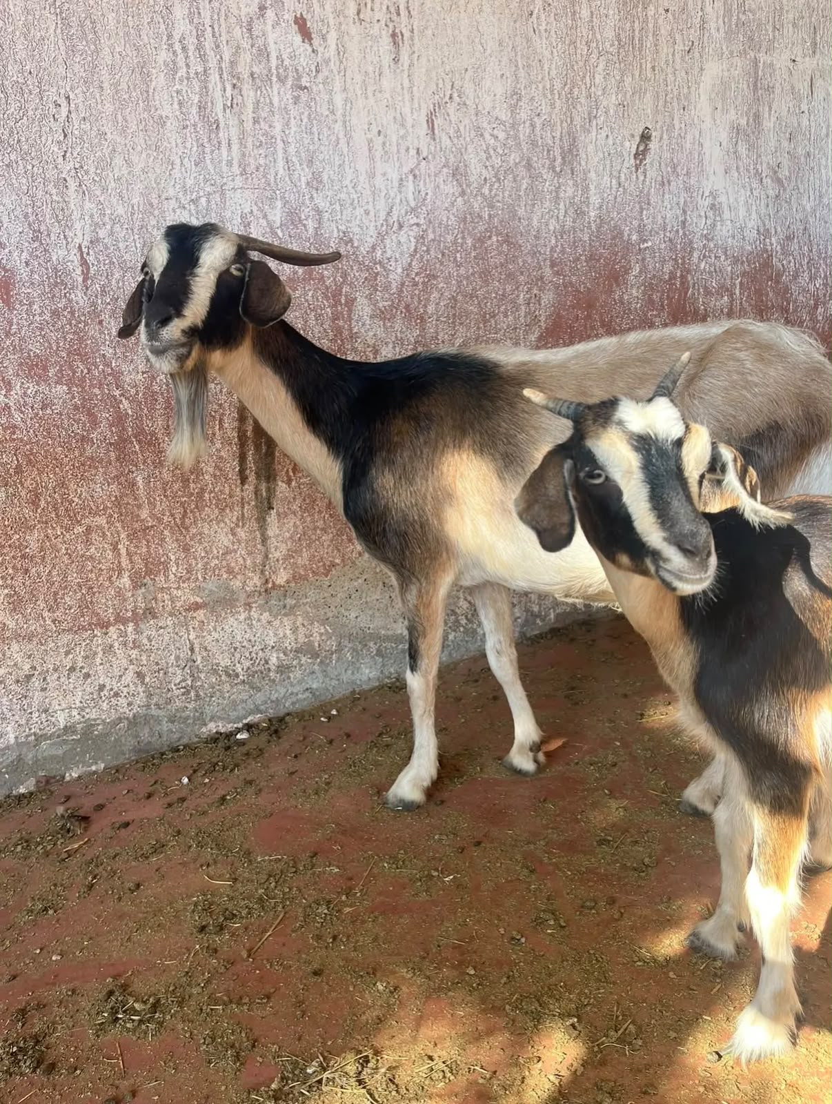 Parc animalier — 18