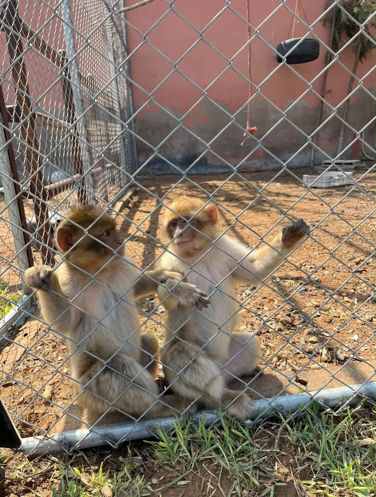 Parc animalier — 20