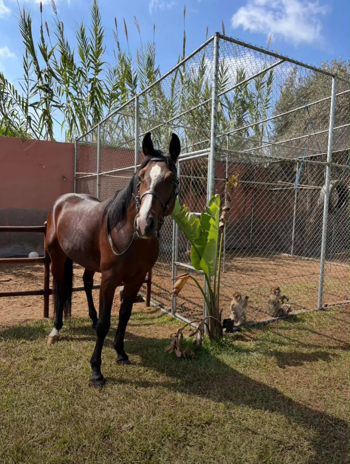 Animal park — 23