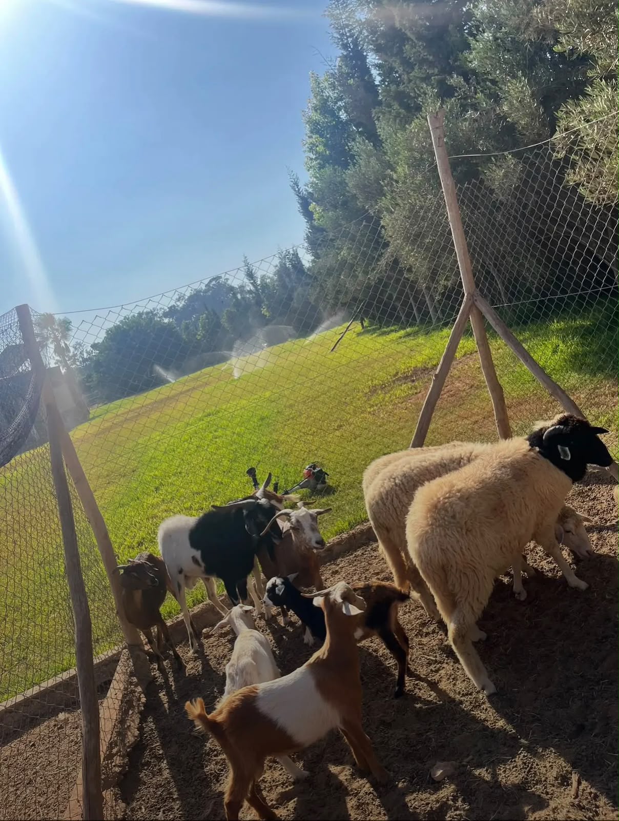 Animal park — 24