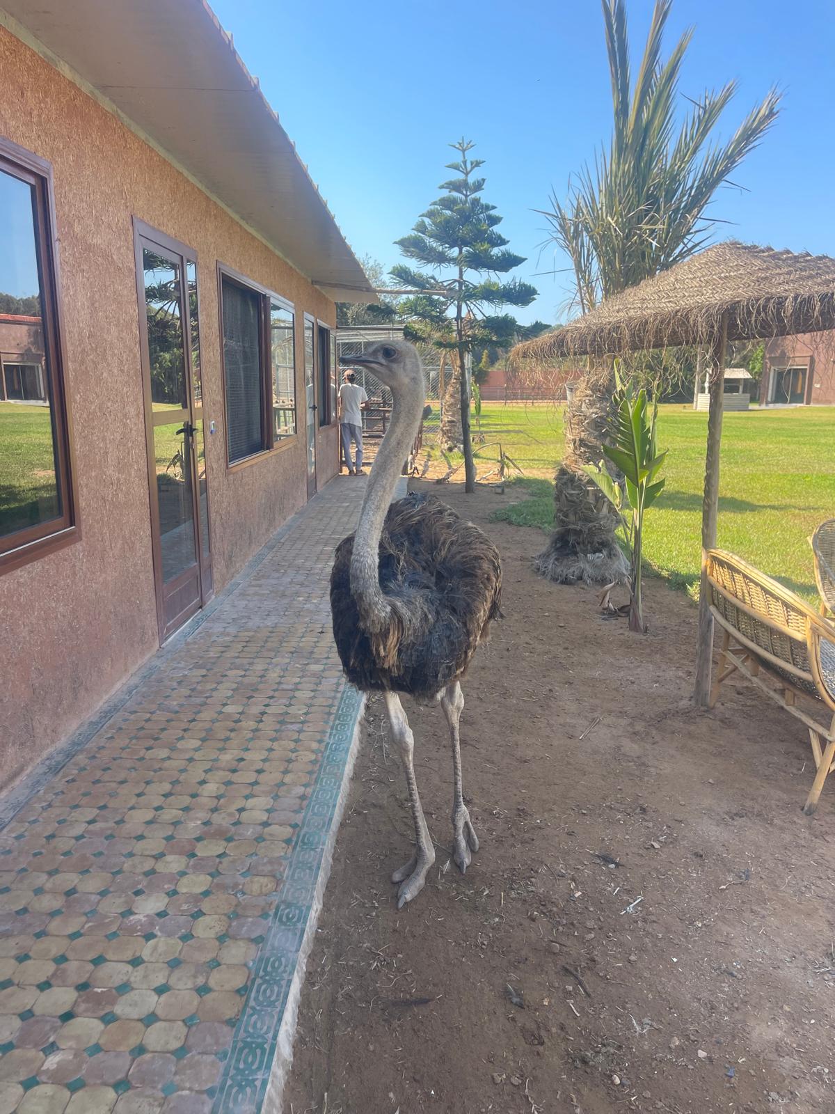 Parc animalier — 7
