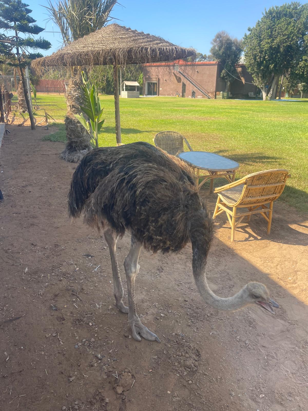 Parc animalier — 8